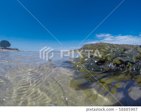 seaweed on waterline 58885907