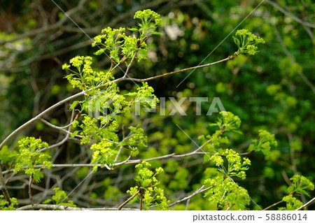 Itaya楓花和新芽 58886014