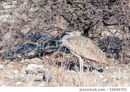 A Kori Bustard in Etosha National Park 58886701