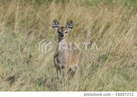 Clip springer Clip springer 58887252