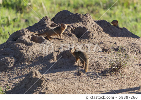 Kobito Mongoose Kobito Mongoose 58887266
