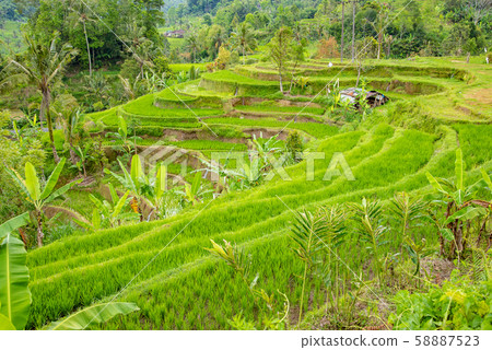 Rice terrace rice terrace in Bali, Indonesia 58887523