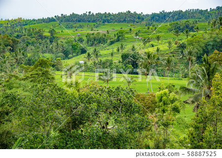 Rice terrace rice terrace in Bali, Indonesia 58887525