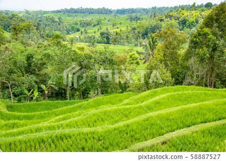 Rice terrace rice terrace in Bali, Indonesia 58887527