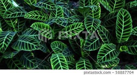 Green leaf texture Leaf texture background Green leaf texture Leaf texture background 58887704