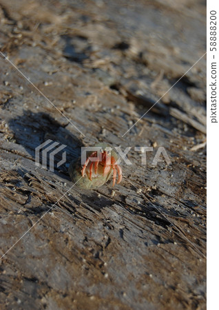Small hermit crab Small hermit crab 58888200