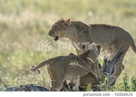 Lion parent and child Lion parent and child 58888628