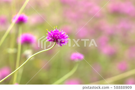 Pink flowers in the garden 58888909