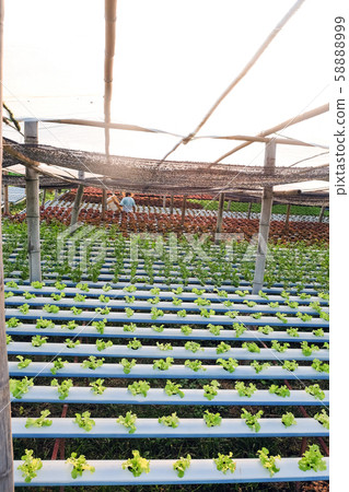 Hydroponics vegetable farm Hydroponics vegetable farm 58888999