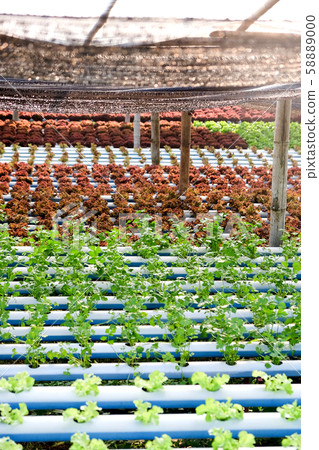 Hydroponics vegetable farm Hydroponics vegetable farm 58889000