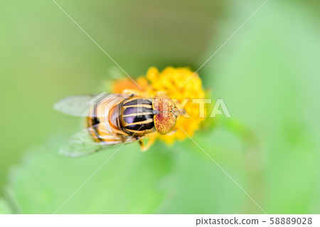 Kigoshishana 58889028