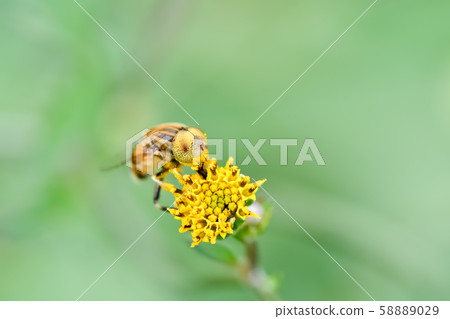 Kigoshishana 58889029