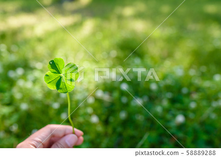 A fortunate four-leaf clover in your hand, standard daytime A fortunate four-leaf clover in your hand, standard daytime 58889288