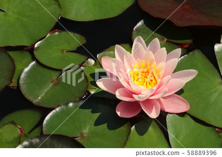 European white water lily Nymphaea alba European white water lily Nymphaea alba 58889396