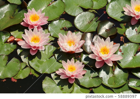 European white water lily Nymphaea alba European white water lily Nymphaea alba 58889397
