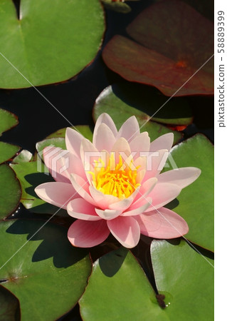 European white water lily Nymphaea alba 58889399
