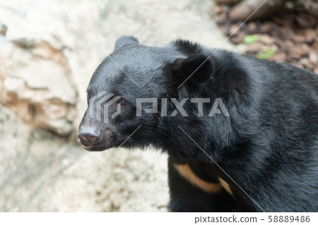 Japanese Black Bear Tokyo Ueno Stock Photo 58889486 Pixta