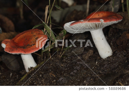 天然蘑菇蘑菇,白色和紅色的鮮明對比。顧名思義,它是一種著名的有毒蘑菇。 天然蘑菇蘑菇,白色和紅色的鮮明對比。顧名思義,它是一種著名的有毒蘑菇。 58889686