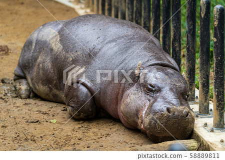 A snoozing Kobitokaba, Tokyo Ueno A snoozing Kobitokaba, Tokyo Ueno 58889811