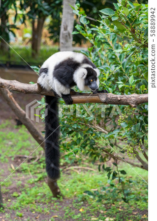 Black and white ruffed lemur, Tokyo Ueno 58889942