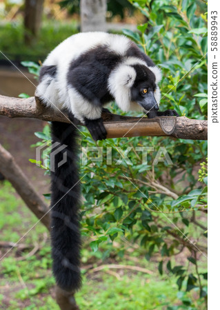Black and white ruffed lemur, Tokyo Ueno 58889943