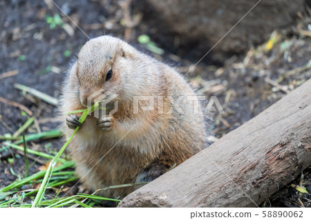 Prairie Dog Tokyo Ueno 58890062