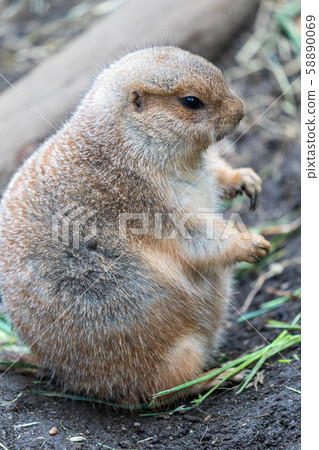 草原土撥鼠東京上野 58890069