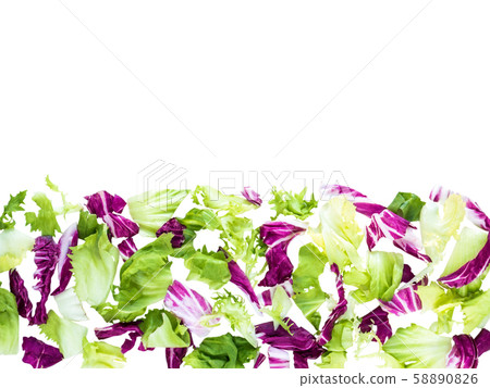 Horizontal border of mixed salad leaves top view Horizontal border of mixed salad leaves top view 58890826