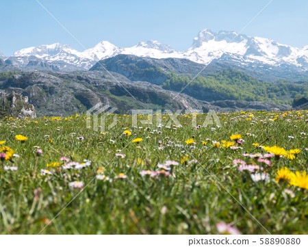 Apline mountain meadow with daisies and Apline mountain meadow with daisies and 58890880