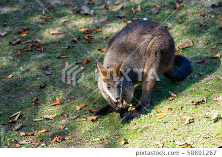 Swamp Wallaby, Wallabia bicolor, is one of the Swamp Wallaby, Wallabia bicolor, is one of the 58891267