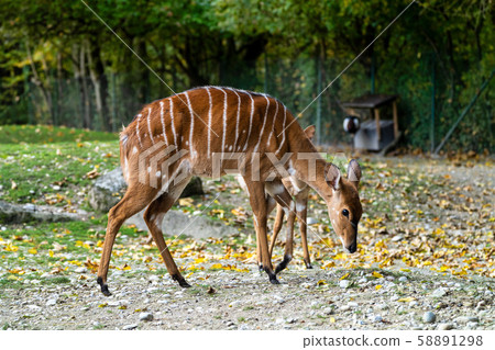 Nyala Antelope - Tragelaphus angasii. Wild life 58891298