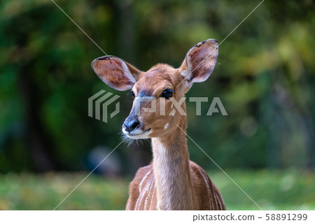 Nyala Antelope - Tragelaphus angasii. Wild life 58891299