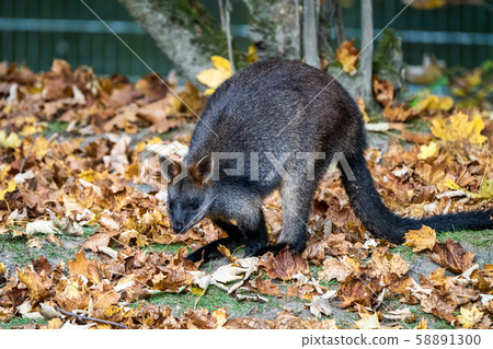Swamp Wallaby, Wallabia bicolor, is one of the Swamp Wallaby, Wallabia bicolor, is one of the 58891300