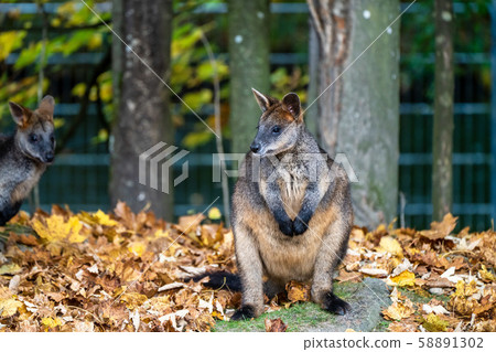 Swamp Wallaby, Wallabia bicolor, is one of the 58891302