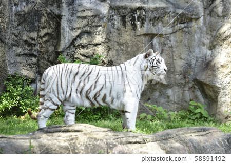 White Tiger   58891492