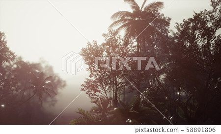 Tropical Palm Rainforest in Fog 58891806