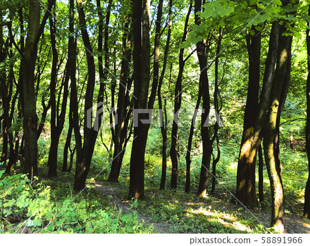 Trees in a green forest in spring. Trees in a green forest in spring. 58891966