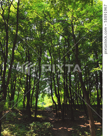 Trees in a green forest in spring. Trees in a green forest in spring. 58891967