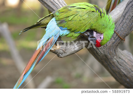 Macaw macaw 58891973