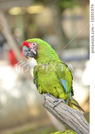 Macaw macaw 58891974