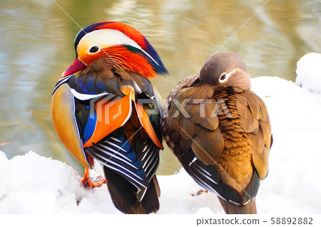 Oshidori Oshidori 58892882