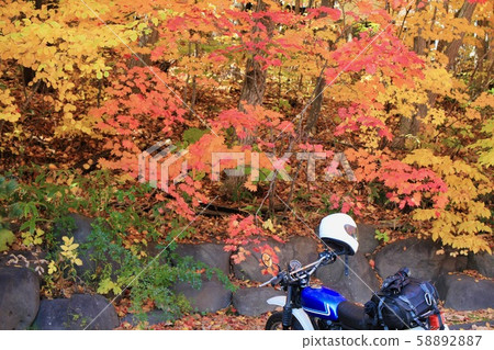 Autumn leaves and parked bikes Autumn leaves and parked bikes 58892887