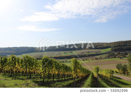 Autumn vineyard 58892896