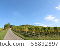 Autumn vineyard 58892897