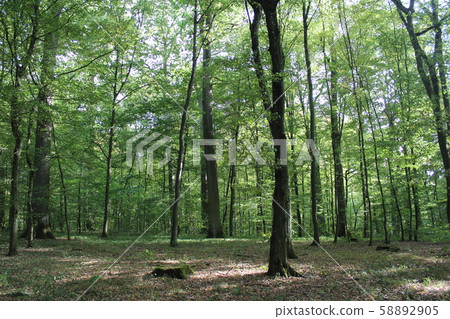 Wandering around the forest 58892905