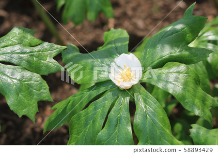 Podofilm Podofilm 58893429