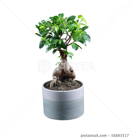 Houseplant ficus microcarpa ginseng isolated on white background. 58893517