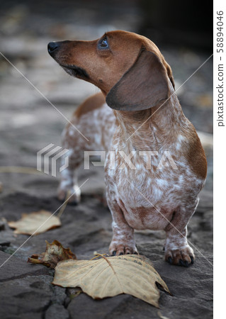 dog portrait sharp stone background dog portrait sharp stone background 58894046