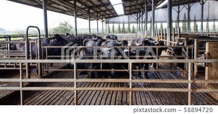 Buffalo breeding, Campania, Italy 58894720