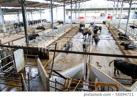 Buffalo breeding, Campania, Italy 58894721